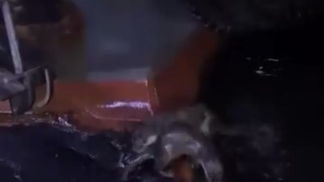 Su samurlarının balık keyfi kamerada
