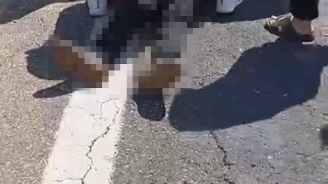 Şanlıurfa'da kurbanlık yüklü kamyonet devrildi: 1 ölü, 1 yaralı