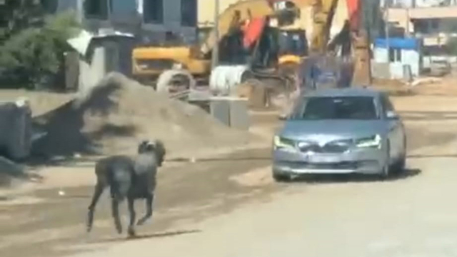 Sahibinin elinden kaçan kurbanlık koç, zor anlar yaşattı