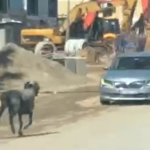 Sahibinin elinden kaçan kurbanlık koç, zor anlar yaşattı