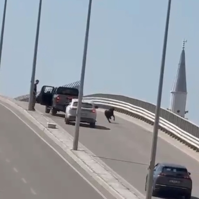 Kaçan keçi, trafiği birbirine kattı