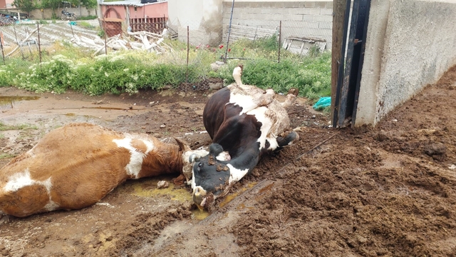 Niğde'de yıldırım düşmesi sonucu iki inek telef oldu