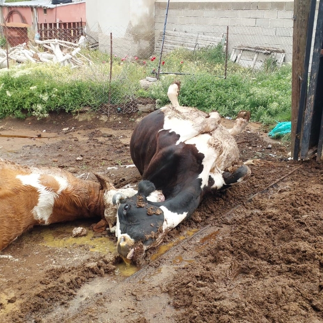 Niğde'de yıldırım düşmesi sonucu iki inek telef oldu