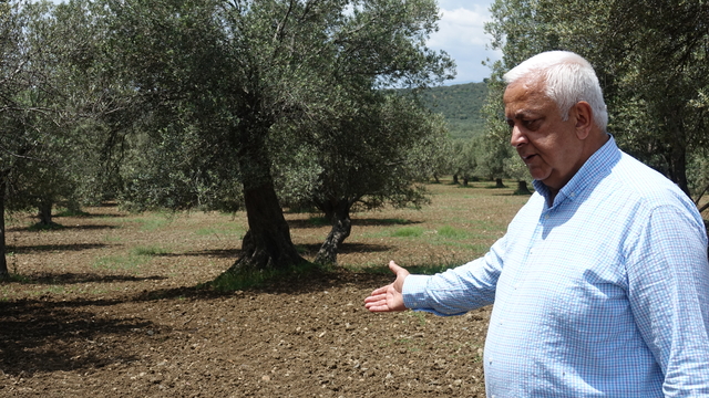 Edremit Körfezi'nde zeytin bahçelerindeki otların temizlenmesi uyarısı