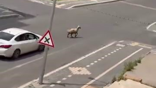 Diyarbakır'da kaçan kurbanlık trafiğin altını üstüne getirdi