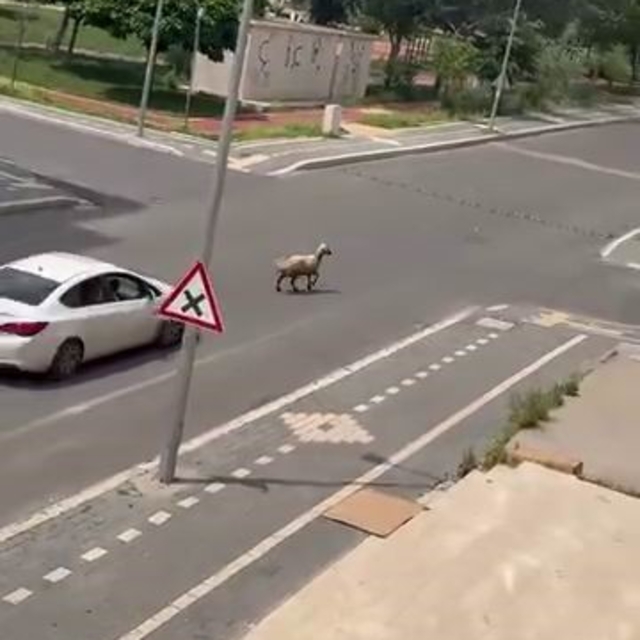 Diyarbakır'da kaçan kurbanlık trafiğin altını üstüne getirdi