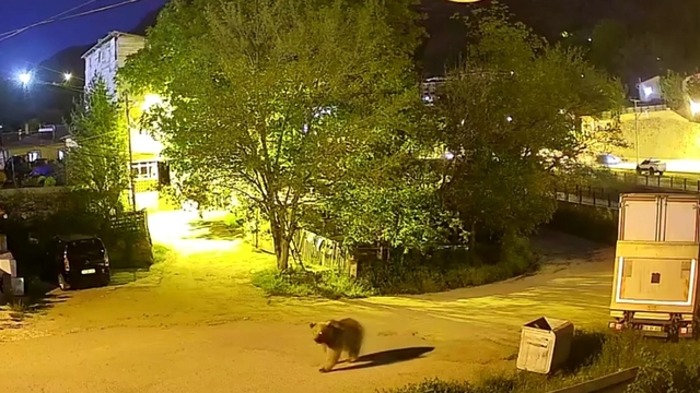 Gümüşhane'de şehir merkezinde yiyecek arayan ayı kamerada