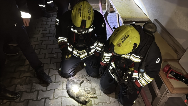 Bolu'da apartman dairesinde korkutan yangın: Evin kedisi telef oldu