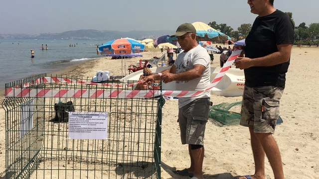 Aydın kıyıları deniz kaplumbağaları için yeni yuvalama merkezi oldu