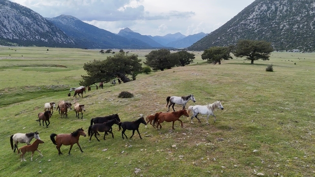 Kökenleri Osmanlı Süvari atlarına dayanan Toroslar'ın özgür ruhları yılkı atları
Tapu karşılığı askere yazılan gençlerin atları, savaş bitince Eynif Ovası'nda üreyip çoğaldı
Yük taşıma yerine koşma konusunda eğitilen atlar köylünün işine yaramayınca doğaya bırakıldı
İlkbaharı yavrularıyla karşıladılar, kartpostallık görüntüler oluşturdular