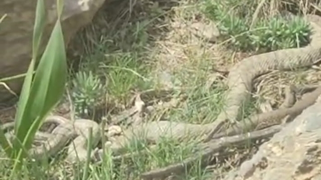 Hakkari'de doğaseverler dev engerekle karşılaştı