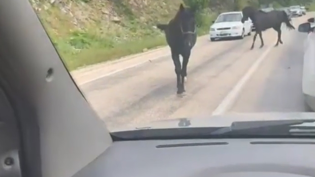 Bursa'da başıboş atlar, trafiği tehlikeye soktu