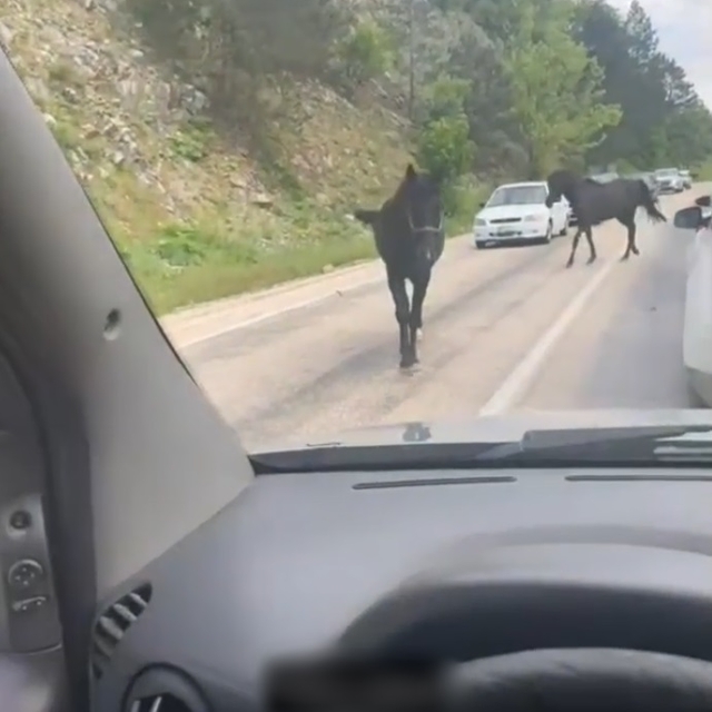 Bursa'da başıboş atlar, trafiği tehlikeye soktu