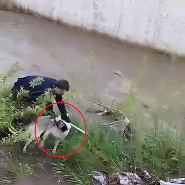 Çar Çayı'na düşen köpeği, elini ısırmasına rağmen kurtardı