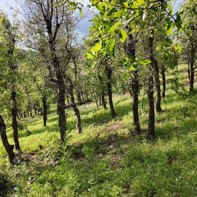 Şırnak'ta ormanlık alanda tırtıl istilası