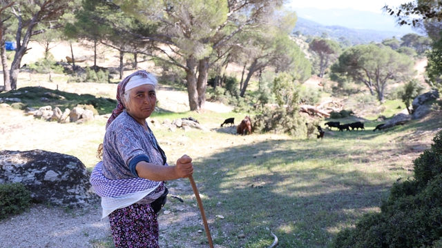 Beşparmak Dağları'nda çobanlığı terk etmeyen sadece Rukiye bacı kaldı
Bölgenin en genç çobanı 60 yaşına merdiven dayadı