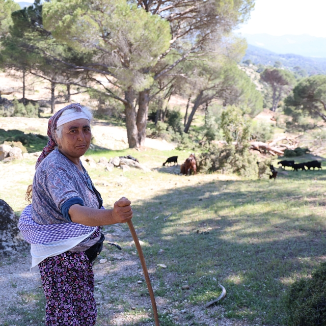 Beşparmak Dağları'nda çobanlığı terk etmeyen sadece Rukiye bacı kaldı
Bölge...