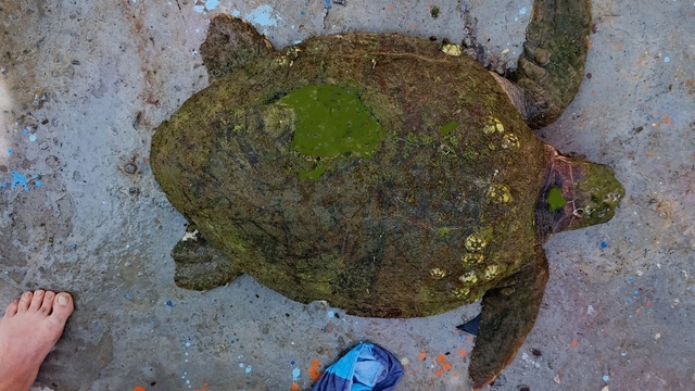 Yaralı Caretta caretta'ya yardım eli uzandı