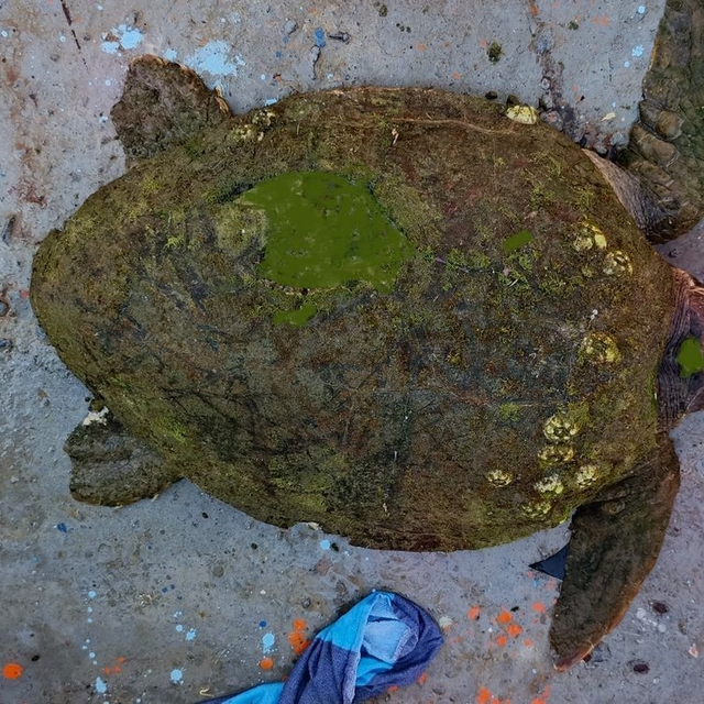 Yaralı Caretta caretta'ya yardım eli uzandı