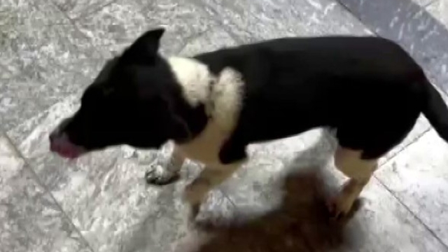 Atların yanında büyüyen köpek, yürüyüşüyle ilgi odağı oldu