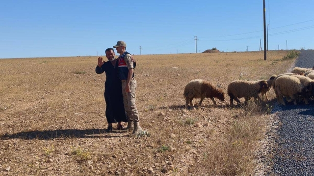 Kaybolan küçükbaş hayvanları jandarma buldu