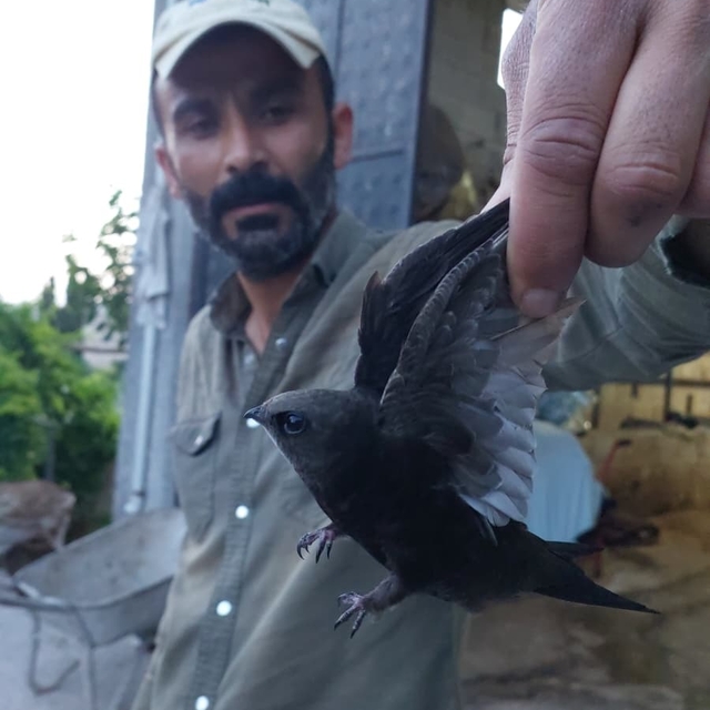 Besicinin ipe dolanan ebabili kurtardığı anlar kamerada