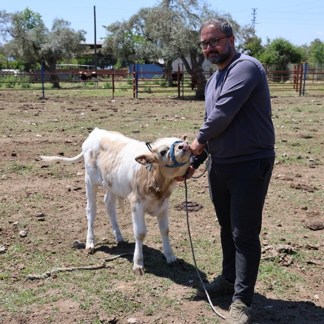 Yerli ırklar daha dayanıklı