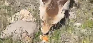 Ahlat'ta aç tilki piknik sofrasına ortak oldu