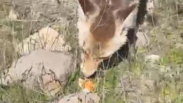 Ahlat'ta aç tilki piknik sofrasına ortak oldu