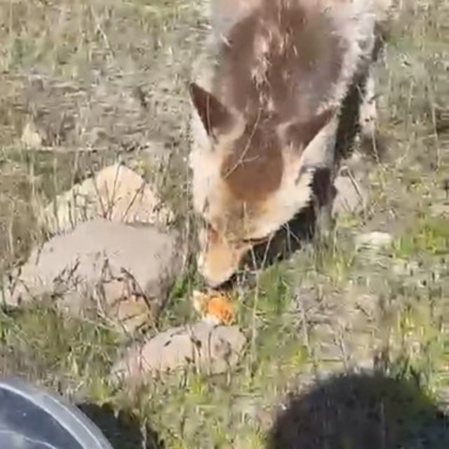 Ahlat'ta aç tilki piknik sofrasına ortak oldu