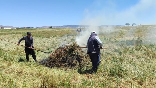 Araban Ovası'nda firik ütümü sezonu başladı