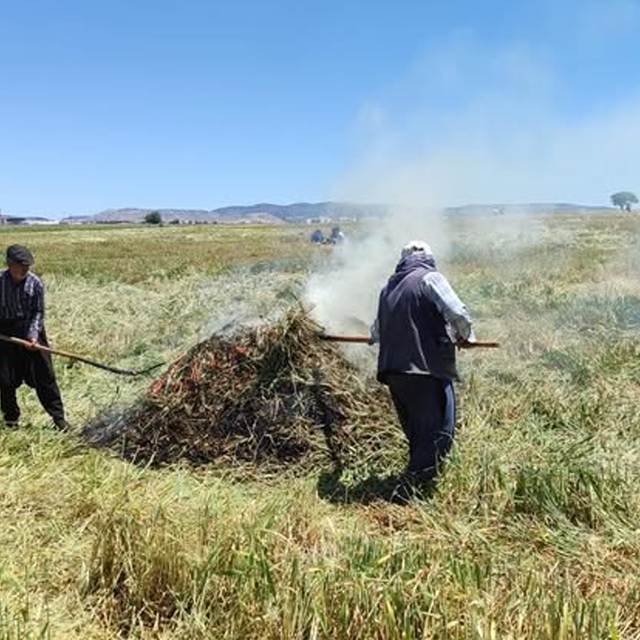Araban Ovası'nda firik ütümü sezonu başladı