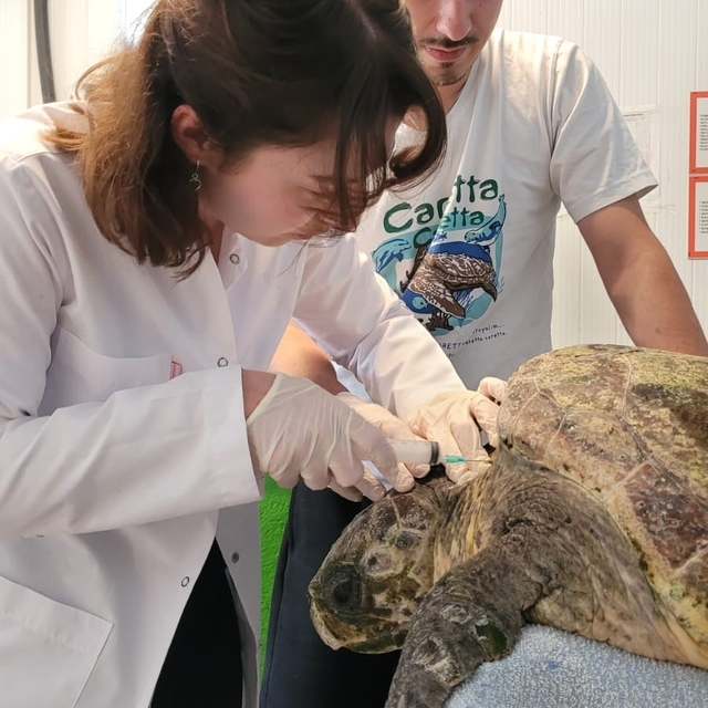 Yaralı caretta carettanın tedavisine başlandı