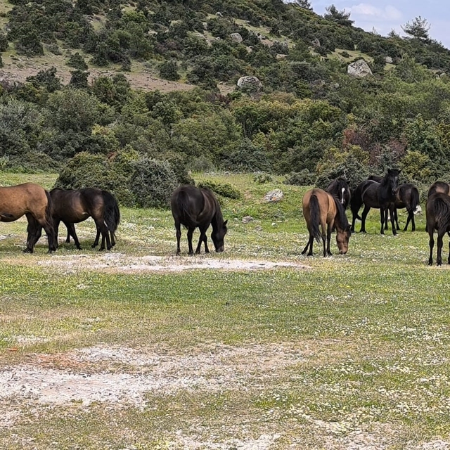 Ayvacık'ta çiftçiler başıboş yılkı atlarından dertli
Ayvacık'ta başıboş atl...