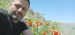 Hakkari'de 2 bin 700 rakımda ters laleler görüntülendi