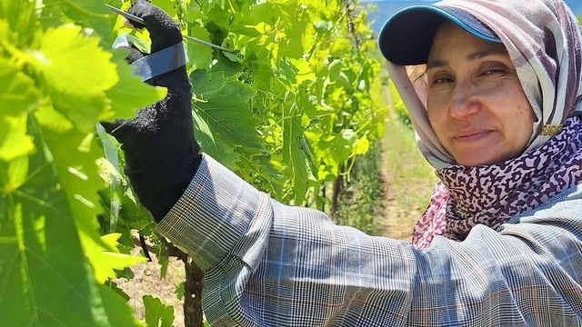 Üreticiler üzüm için zamana karşı yarışıyor