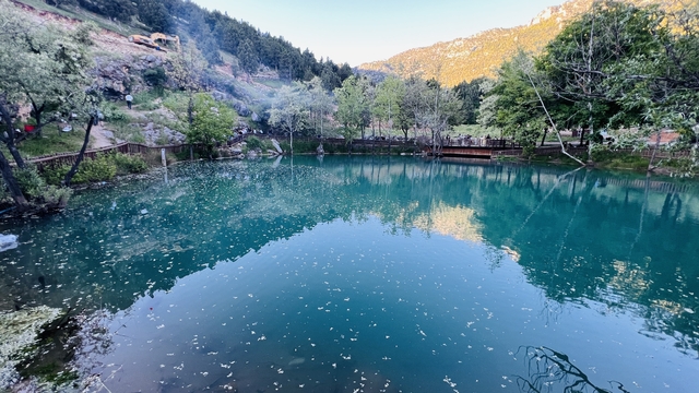 Kahramanmaraş'ta "Yeşilgöz" göz kamaştırıyor
