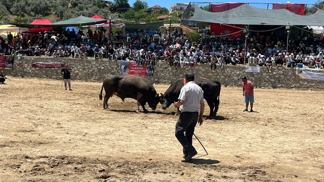 Germencik'te 63 çift boğa güreşti