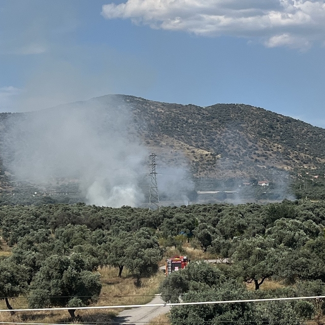 Bayındır'da zeytinlik alanda yangın