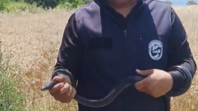 Hatay'da yaşlı kadının evine giren yılanı yakalayan Yılancı Kemal 'Sevgili karayılan insanlardan uzak dur' sözleriyle doğaya saldı