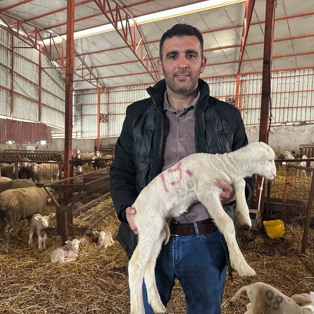 57 yıllık tecrübeden koyunculuğa başlayacaklara önemli öneriler