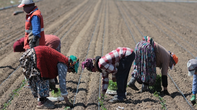 14 salça fabrikasına sahip Karacabey'de domates sezonu başlıyor