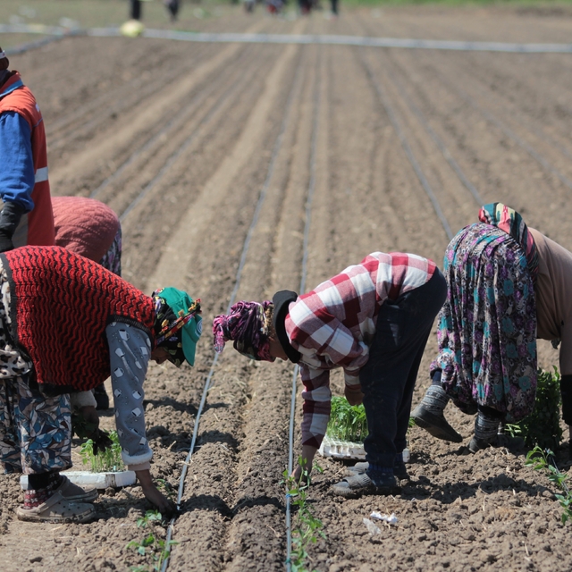 14 salça fabrikasına sahip Karacabey'de domates sezonu başlıyor