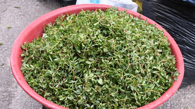 Madımak toplaması zahmetli yemesi lezzetli