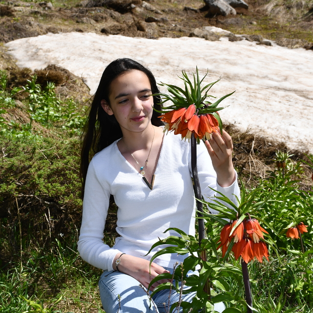 Hakkari dağlarında açan ters laleler ilgi odağı oldu