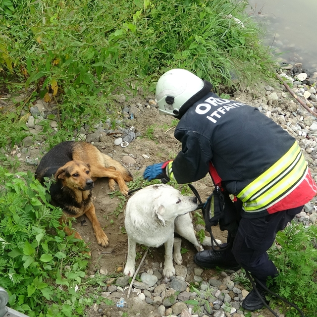 Ordu'da ırmak yatağında mahsur kalan köpekleri itfaiye kurtardı