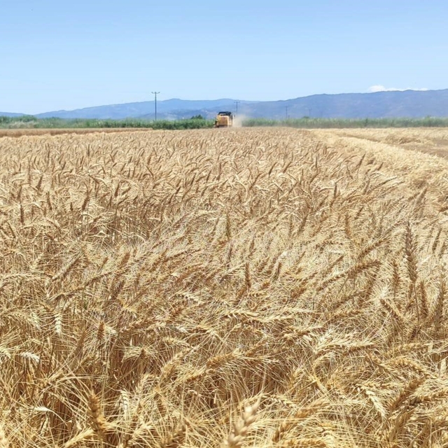 Söke Ovası'nda buğday hasadı heyecanı sürüyor