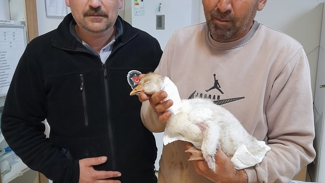 Elazığ'da atmacanın boynundan yaraladığı kaz yavrusuna hastanede pansuman yapıldı