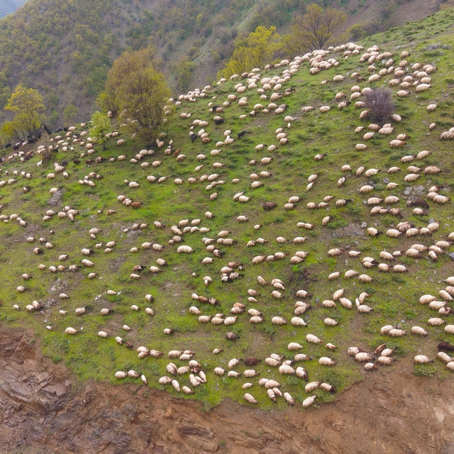 Muşlu besicilerin yaylalara yolculuğu başladı