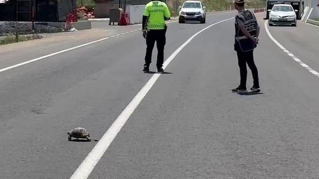 Hınıs'ta yürekleri ısıtan görüntü: Polis memuru kaplumbağa için trafiği durdurdu